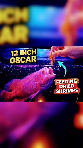 “Jump Feeding Like a Predator 😈🔥”#fish #aquarium #oscarfish