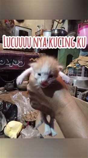 kucing ku telah sampai pada hari ke 12 #kucinglahir #cat #cute #kitten #cutecat #hari12 #imut #cat