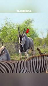 Eland Bull – Africa’s Giant Antelope! #antelope #animals #wildlife #facts #viralreelsシ | SS FACTS