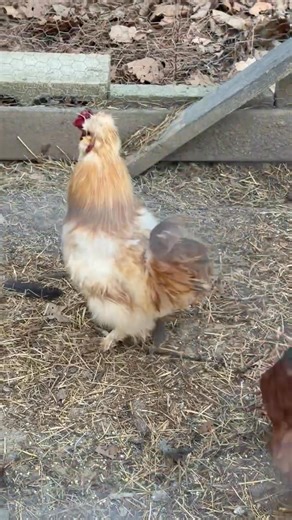 We have a new Rooster named Romeo! Punk is jealous and they are trying to see which one can crow the most! | Ruby Feazell
