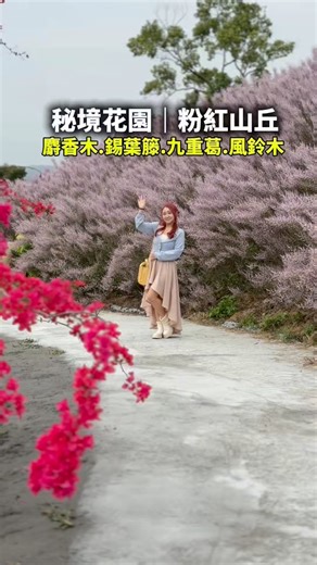 現正美！超強大的粉紅秘境～麝香木、風鈴木、錫葉藤和九重葛滿開中，四色花景一次滿足，連假值得安排來賞花唷，花季期間一路綻放到3月末嘿，把握賞花期＾＾ | 滿分的旅遊札記