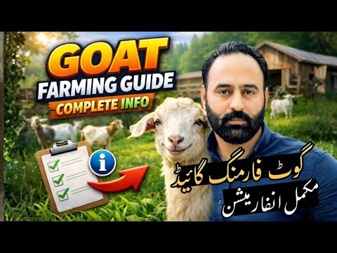 Goat Farming Guide Detail information | How to Start a Successful Goat Farming Business
