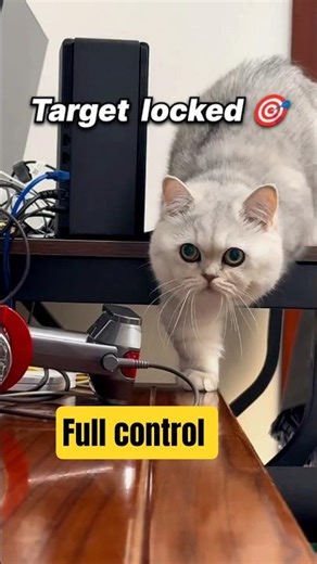 Target lock 🎯 #shorts #cat #family #targetlock #meivibes