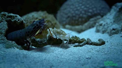 Mantis Shrimp Punches Crab’s Arm Off