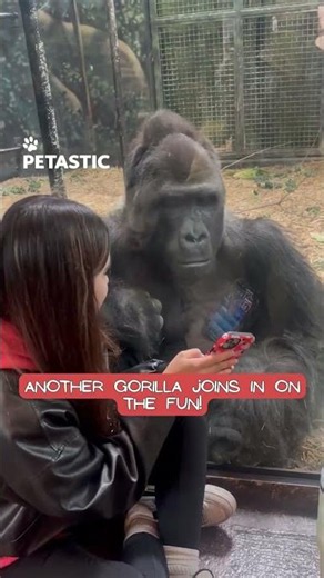 Gorilla Watches Girl's Phone Like It Understands Everything