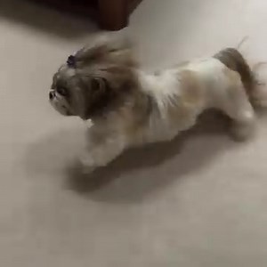Sunday funday just levelled up with slo-mo zoomies! 💨💨💨 #shihtzu #shihtzulovers #dog #doglover #dogoftheday #cutedogs #pet #doglife #cutenessoverload #shihtzulove #dogvideos #funnydogs #dogsoffacebook #slomo #slowmotion #zoomies | Lacey Shih Tzu
