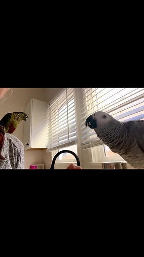 3.2K views · 91 reactions | Conure talking to African Grey #africangrey #conure #parrot #parrotlover #talkingparrot | Enzo and Hufflepuff | Facebook