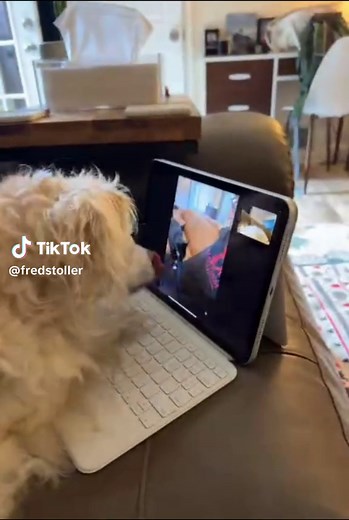 Fred Stoller on TikTok