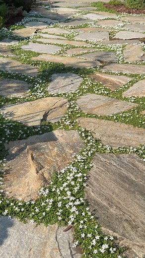 Sally - DIY | Home Design | Gardening on Instagram: "The pathway rehab worked!! 💅🏼 This Spring I shared how the blue star creeper in our flagstone pathway was looking mid affffff. The main culprit was that the ground cover I planted had hit the sand I had put down (instead of topsoil) between the joints last year when we built this area. And over the winter, the weather displaced a lot of the remaining topsoil that was left in and around the blue star creeper. So I gave the pathway a little lo