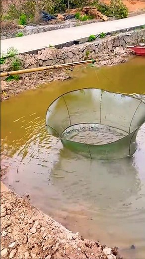 Traditional Village Fishing Chicken Bait Secrets for Catching Tilapia | Incredible Net Fishing Techn