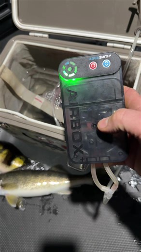 Live Bait Fishing Tips for Catching More Fish