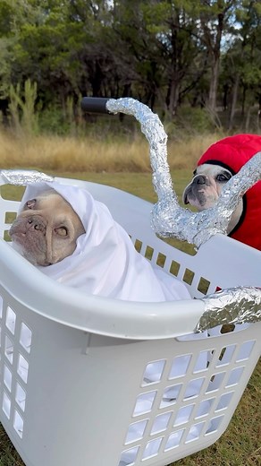 6.7K reactions · 422 comments | #flashback to last year’s #halloween #costume. I have no idea what the kids are going to be this year so give us some ideas in the comment section! #fall #frenchie #dog #dogsofinstagram #dressup #halloweencostume #trickortreat #dogmom #funny #et #fyp #foryou #reel #reels #sweaterweather | Walter Geoffrey | Facebook