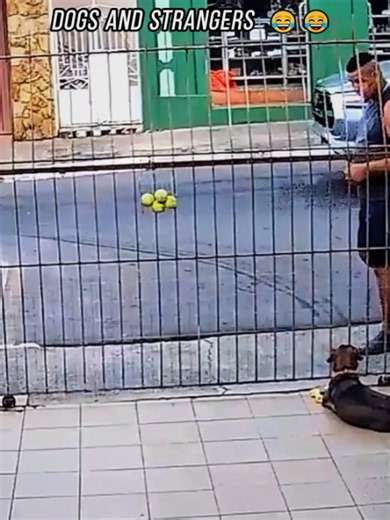 Funny Animal Videos Compilation — Cute Cats & Dogs Laugh Reel