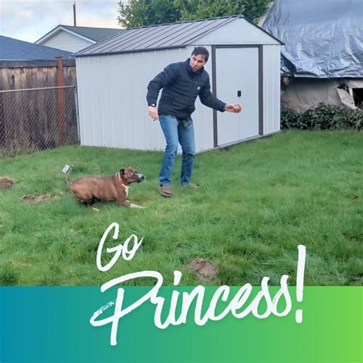 CARES Animal Shelter on Instagram: "**Doggy Daycation Update** Sweet Princess was spoiled for a day by one of our volunteers! She got to spend the day lounging on the couch after a few rounds of fectch. Princess is a 3-year-old pit mix. She is a volunteer favorite who is great on her walks and then ready to cuddle. If you'd like to meet Princess, reach out to us to schedule a meet and greet."