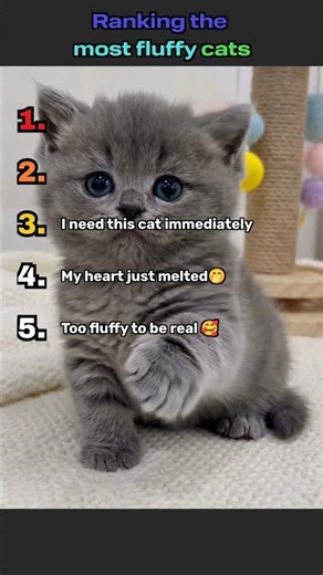 Ranking the cutest fluffy cats… wait until you see number 1 😭 #funny #cuteanimals#viral#cat#cutepets