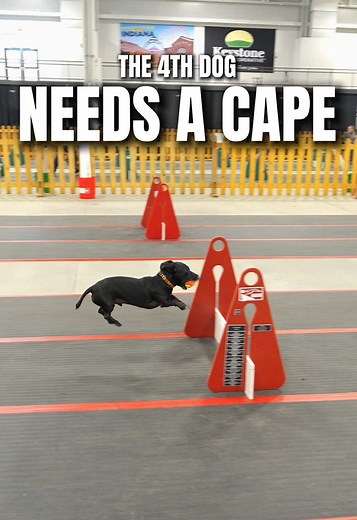 Get This Dog a Cape: Fun Pet Moments