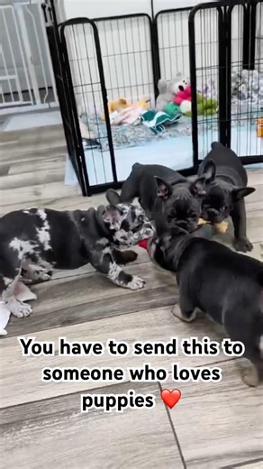 Do you know someone who likes puppies? #puppy #dog #roblox #funny #minecraft #terraria #fortnite