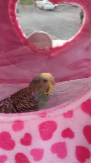 Adopting a New Bird: Tips for Bird Care