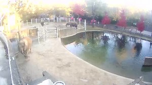 Watch the Houston Zoo elephants. It's a magic video! ️Watch more with Ozolio: https://www.ozolio.com/explore/ | Ozolio Live Streaming Solution | Facebook