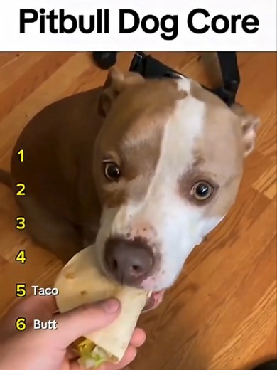 Ranking Pitbull Dog Breeds