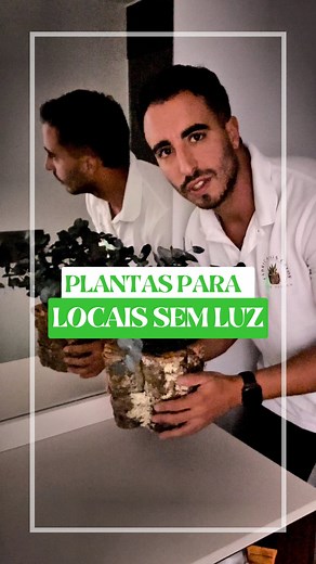 O eucalipto preservado é uma excelente opção para um local que não receba luz natural, pode estar no escuro, não necessita de qualquer manutenção e ainda tem o cheiro fresco natural do eucalipto. 🍃 | Fabrica dos Catos