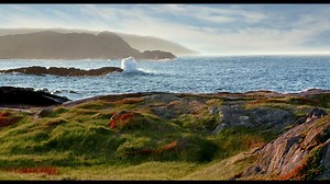 Each year, they come here by the thousands. Understandably, showtimes may vary. | Newfoundland & Labrador Tourism