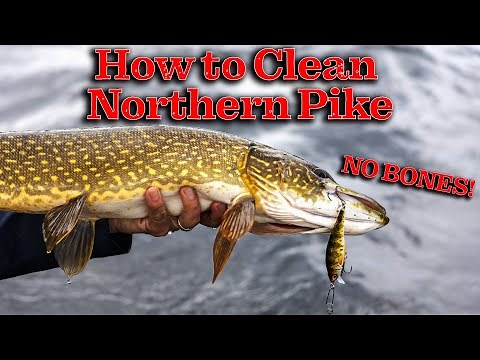 How To Clean Northern Pike (NO Y-BONES)