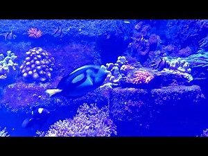GEOMAR Aquarium Kiel, 4K