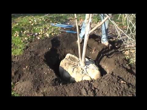 How to plant a balled and burlapped tree