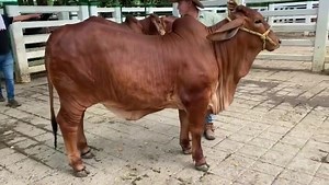 1.6K views · 56 reactions | Seleccionando ganado puro de calidad !! | Rehagronegocios Agromarketing | Facebook