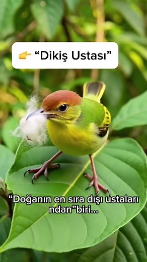 Mükemmel Terzilik Nasıl Yapılır? Sonuna Kadar İzle