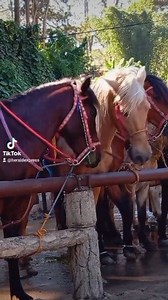 📍Wright Park, Baguio City 🐎🏇🐴 #Baguio #Philippines #Benguet #horsebackriding #travel | Baguio Herald Express