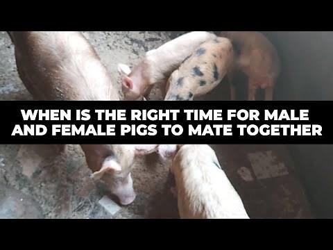 When Is The Right Time For Male And Female Pigs To Mate Together