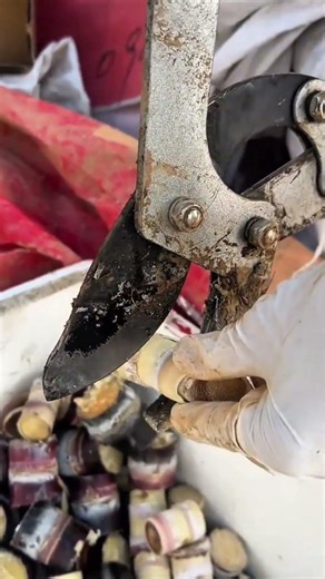 Use pliers-like scissors to cut a piece of bamboo and its hard outer surface #cuttingandstitching