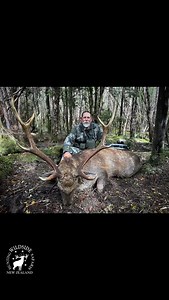 379 reactions · 42 comments | A rutting sika stag taken by Rob with the bow. A single arrow at about 6 yards in the thick bush. Rob has now hunted with us many times and has always enjoy his time with Wildside and has taken some amazing trophies. #stag #bowhunting #huntwithwildsidenz #staghunting #antlers #sika #sikastag #sikahunting | Gerald Fluerty | Facebook
