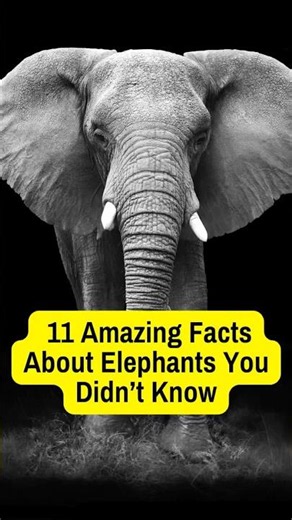 11 Amazing Facts About Elephants You Didn’t Know #elephant #facts #shorts