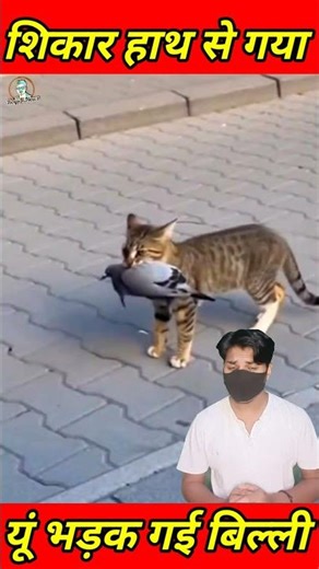 शिकार हाथ से गया तो कार वाले पर यूं भड़क गई बिल्ली, देख छूट जाएगी हंसी #cat