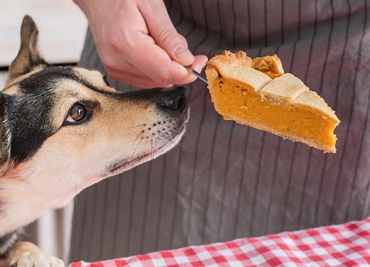 Can Dogs Eat Pumpkin?