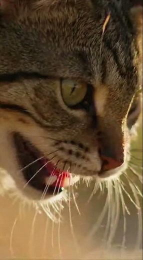 Cat vs Snake… this got intense FAST 😳🐍