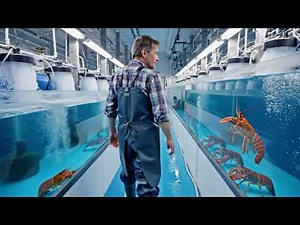Inside Baby Lobster Farming | Behind the Scenes of Luxury Lobster Hatcheries