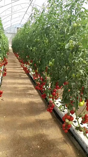 #tomato #ugandatiktok #farm #farming #tomatoes #tomatoma #tomatosoup #tomatosauce #farming #tiktok_india #uganda #seasons #seasonal #sea #season2 #Seasonal Supplies Indonesia#seasonaldepression #vegetable #vegetables #vegetablegarden #vegatablecutter #cashcrop #agriculture #agricultura #agricultura #agricultor #agricultura🚜🌱 #agricu#agriculturetiktok #agricultores #agricultural #agricultural