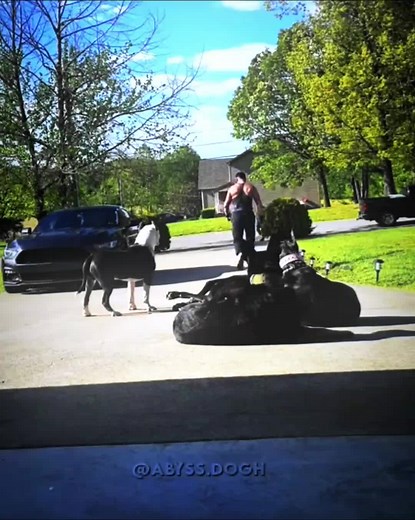 Powerful Protection Dog Video Compilation 🐾🔥