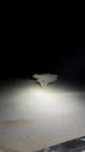 Saluki vs Sloughi: The Ultimate Sighthound Comparison