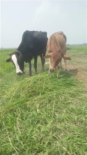 গরুলিয়া যাওরে রাখাল #foryou #funny