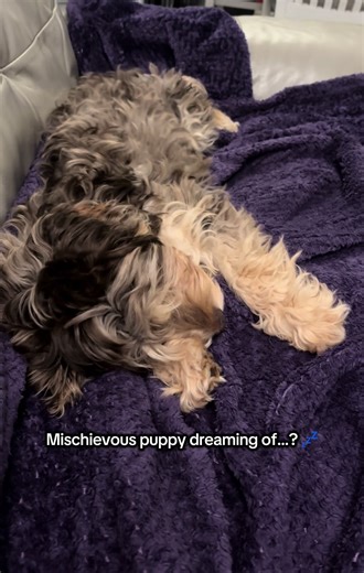 Watch mischievous puppy Bee’s dreams unfold… 💤 #cutepuppy #puppylove #doglife #pet #cockapoo