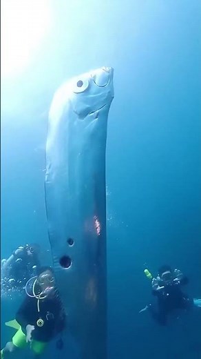 Deep Sea Oarfish – The Longest Bony Fish on Earth!