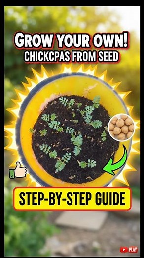 😱 "Chickpeas From Seeds at Home? YES! And It’s So Simple!"
