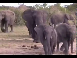 Elephant Love, incredibly moving interaction with a human being