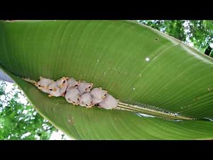 Honduran White Bats in Costa Rica