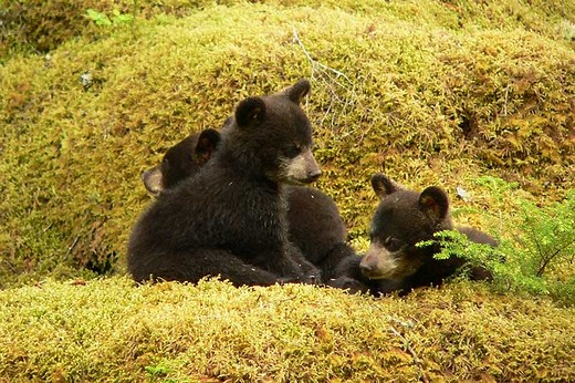 10 Interesting Facts About Bear Cubs (Pictures) - Wildlife Informer